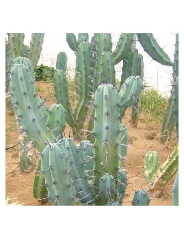 MYRTILLOCACTUS geometrizans