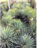 YUCCA rostrata