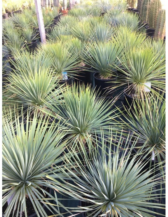 YUCCA rostrata