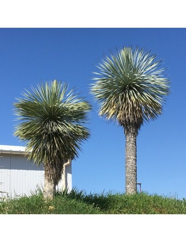 YUCCA rostrata stipe