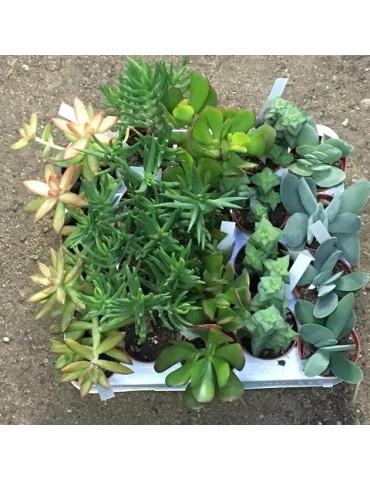Plantes en pots 5.5 cm