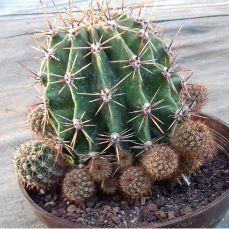 Coupe cactus
