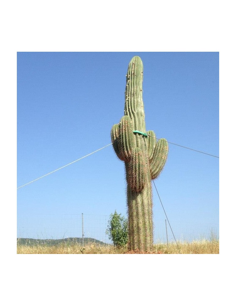 TRICHOCEREUS pasacana