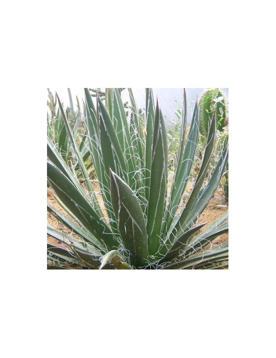 AGAVE filifera