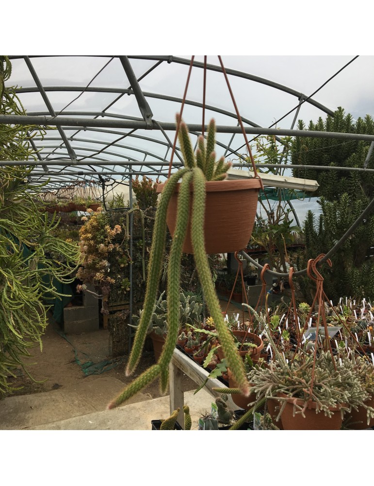 APOROCACTUS flagelliformis