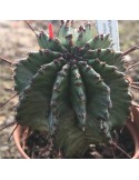 EUPHORBIA polygona