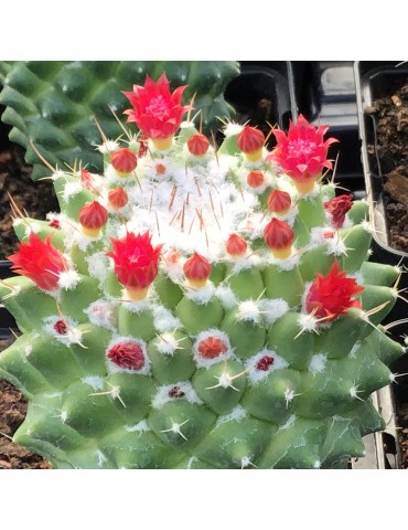 MAMMILLARIA toluca