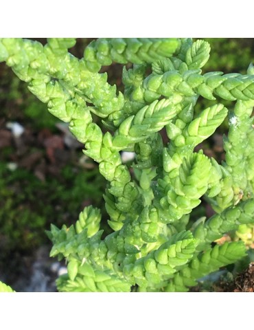 CRASSULA lycopodioides