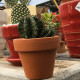 Cactus ou succulentes pot terre 11 cm
