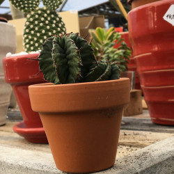 Cactus ou succulente en pot terre 6 cm
