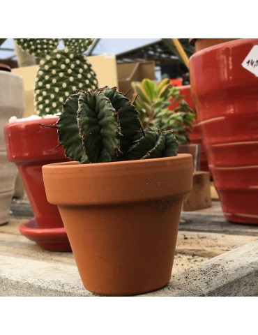 Cactus ou succulente en pot terre 5 cm