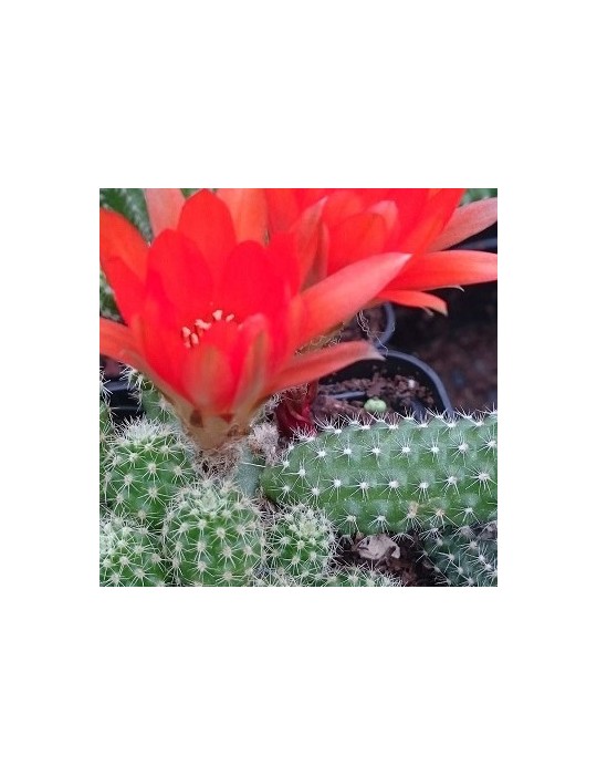 CHAMAECEREUS silvestrii CHAMAECEREUS silvestrii