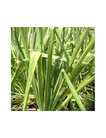 YUCCA filamentosa