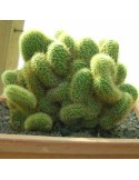 BORZICACTUS samaipatanus f. cristata