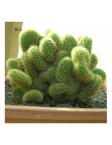 BORZICACTUS samaipatanus f. cristata