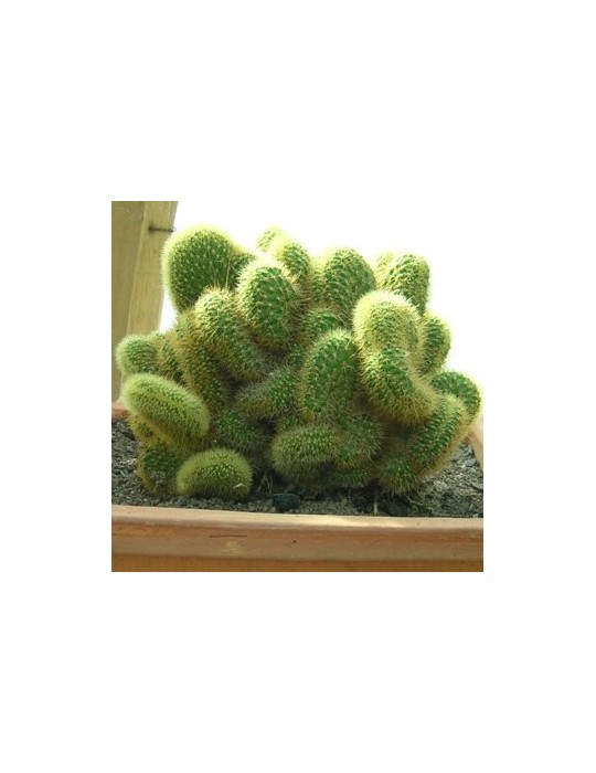 BORZICACTUS samaipatanus f. cristata BORZICACTUS samaipatanus f. cristata