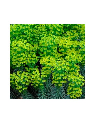 EUPHORBIA characias Wulfenii