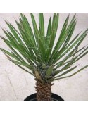 YUCCA filifera