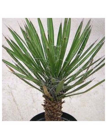 YUCCA filifera