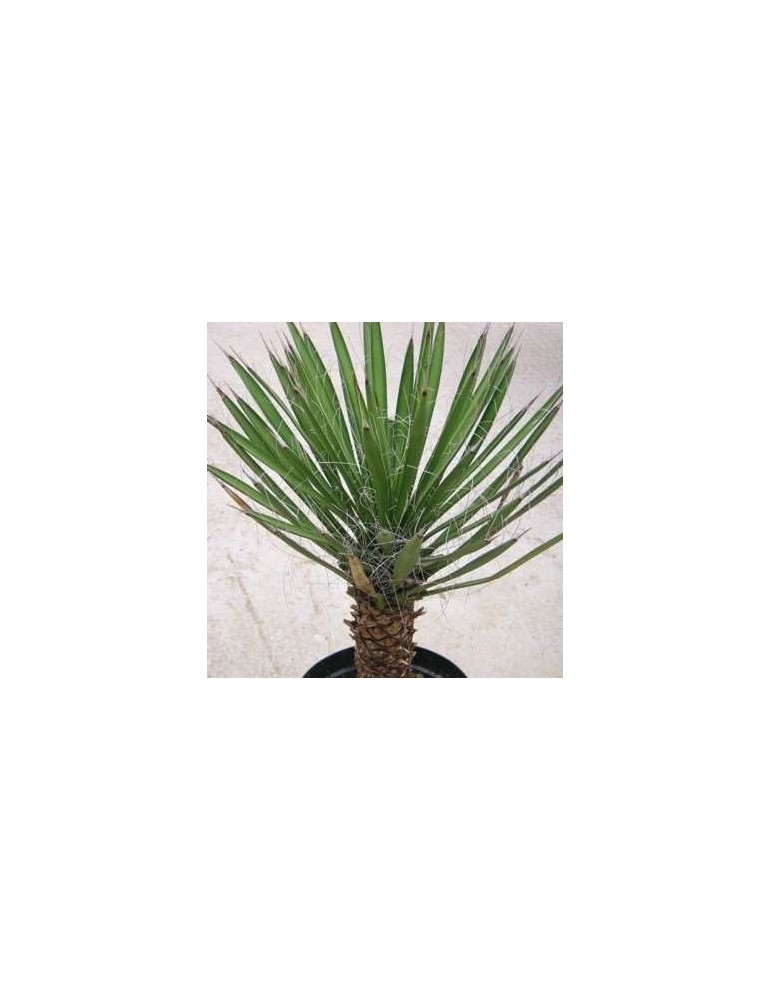 YUCCA filifera