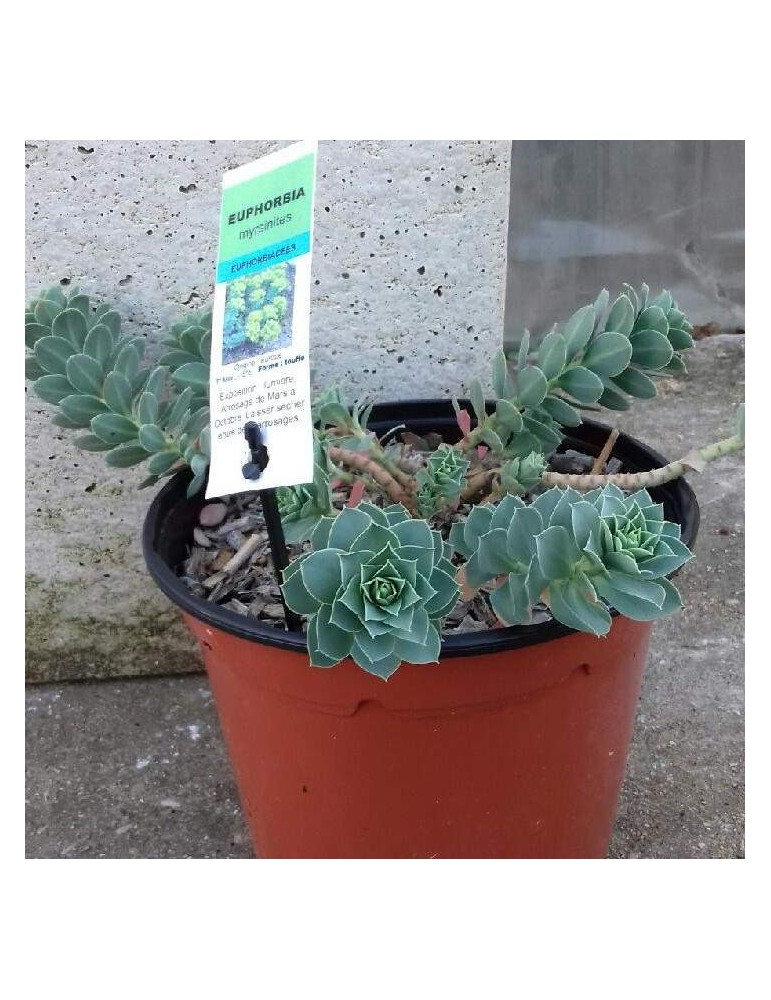 EUPHORBIA myrsinites