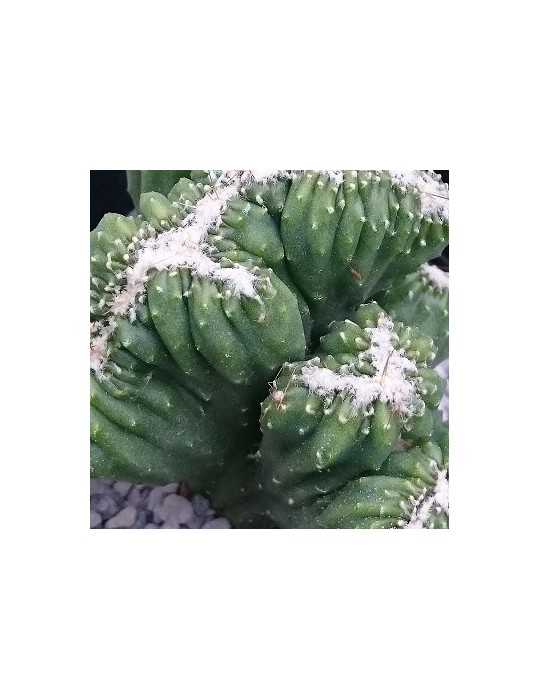 CEREUS peruvianus f. cristatus