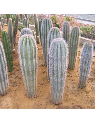 Pachycereus pringlei