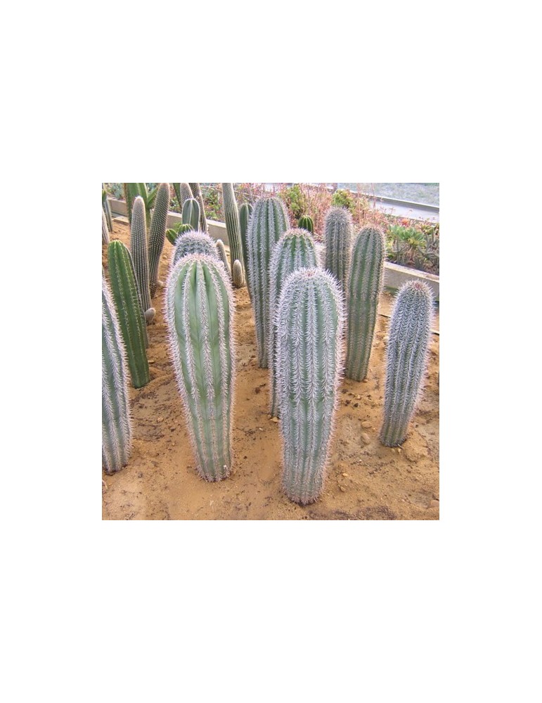 Pachycereus pringlei