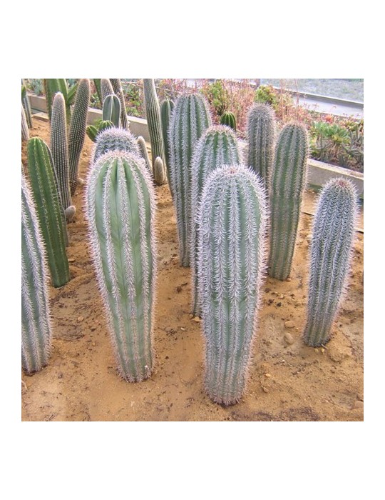 Pachycereus pringlei