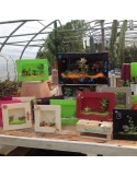 assortiment plantes