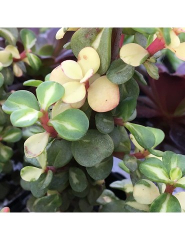 PORTULACARIA afra v. mediopicta