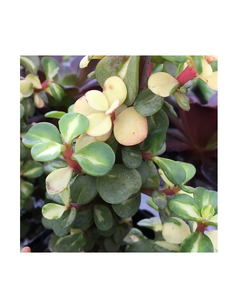 PORTULACARIA afra v. mediopicta