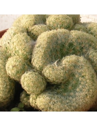 MAMMILLARIA elongata f. cristata