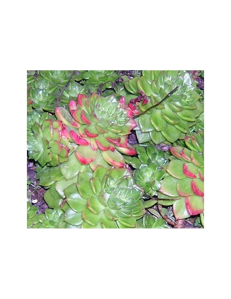 Sedeveria letizia