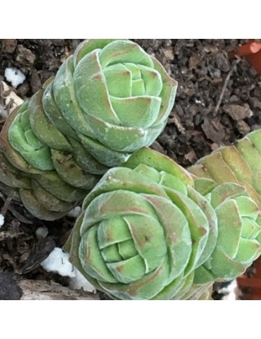CRASSULA columella