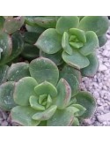 Echeveria multicaulis caerulea