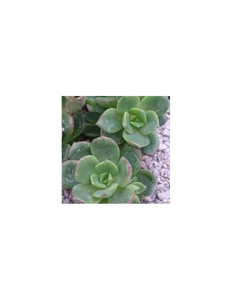 Echeveria multicaulis caerulea