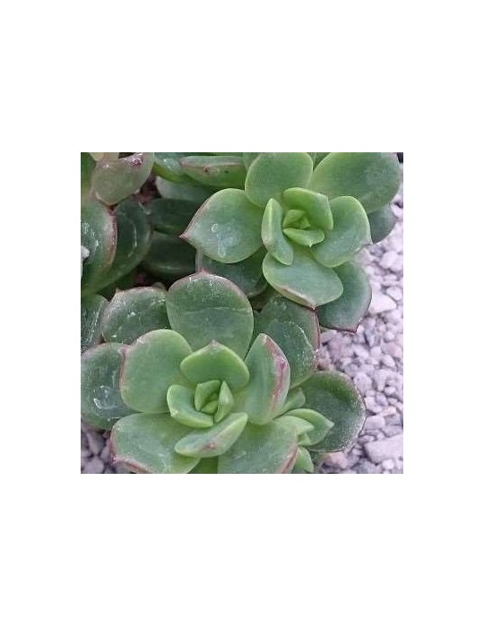 Echeveria multicaulis caerulea