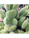 Cotyledon ladysmithiensis