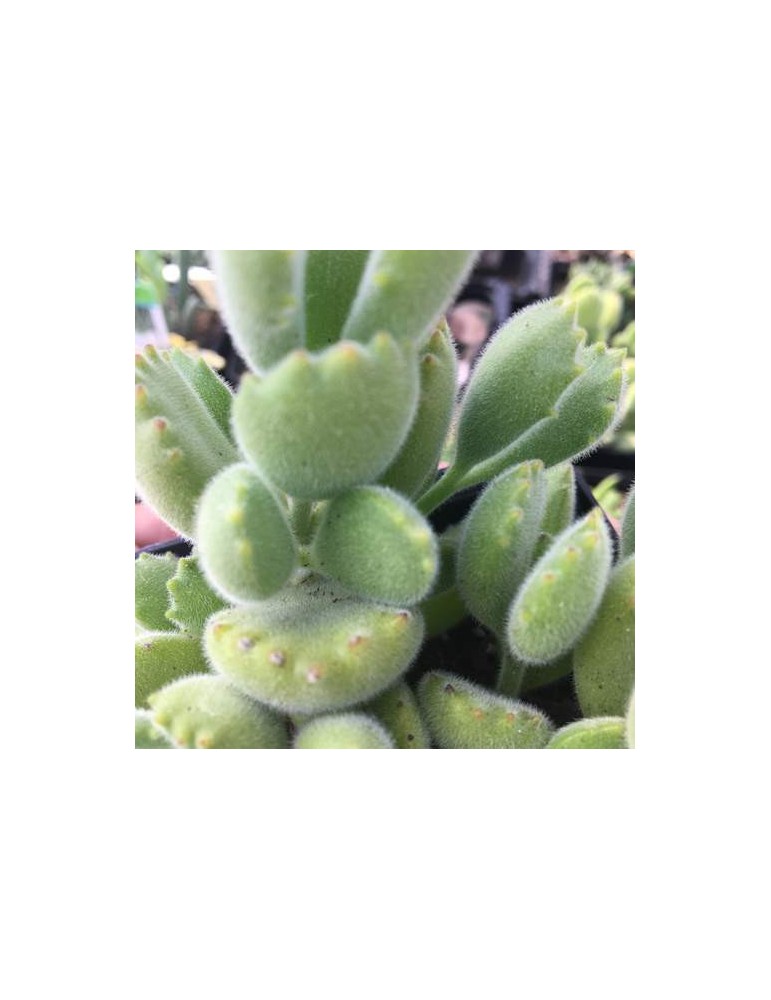 Cotyledon ladysmithiensis