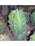 Lemairocereus pruinosus