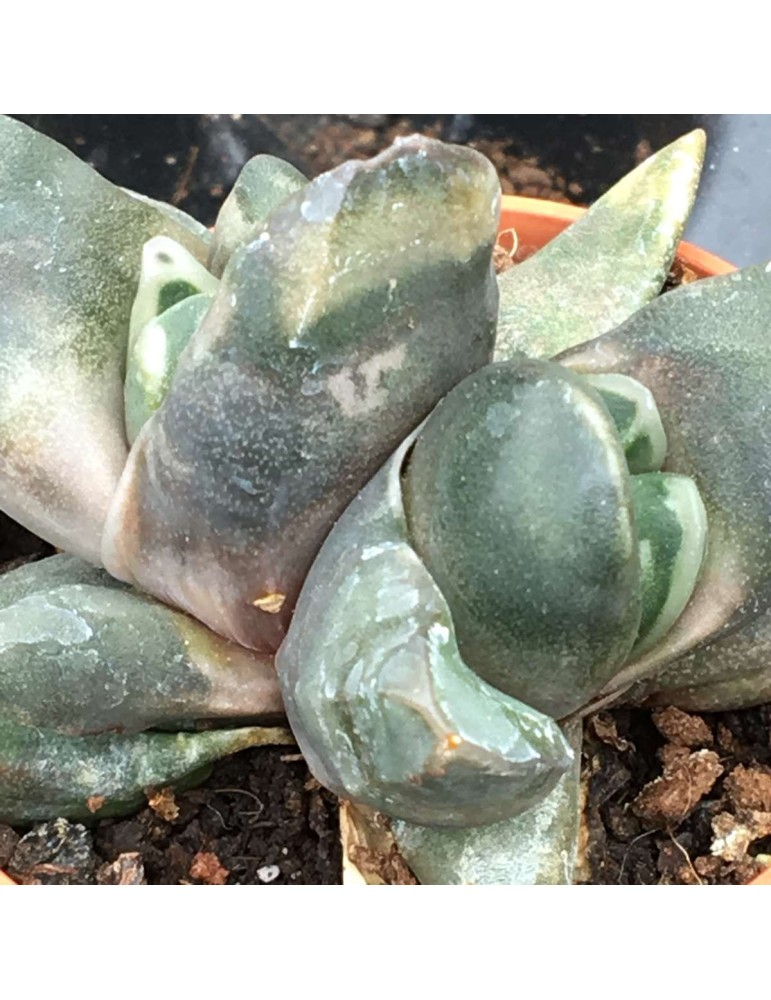 Gasteria pseudonigricans