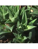 haworthia jacobseniana