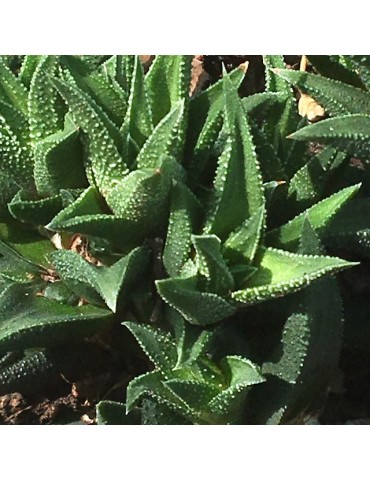 haworthia jacobseniana