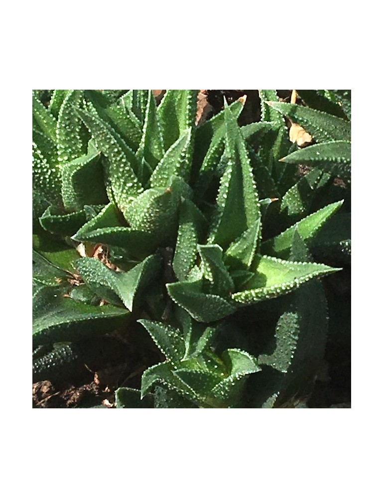 haworthia jacobseniana