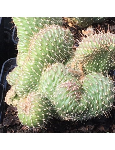 CYLINDROPUNTIA fulgida v. mammillata f. cristata