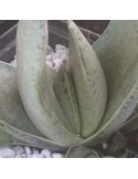 Gasteria gracilis