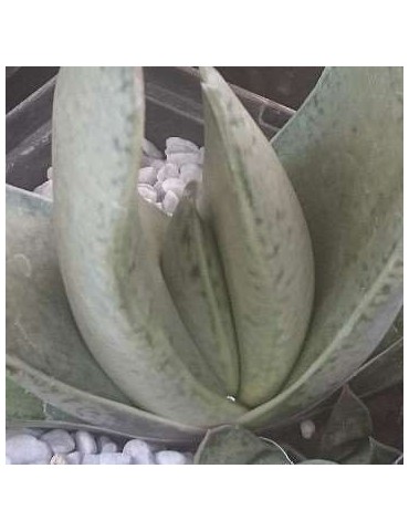 Gasteria gracilis