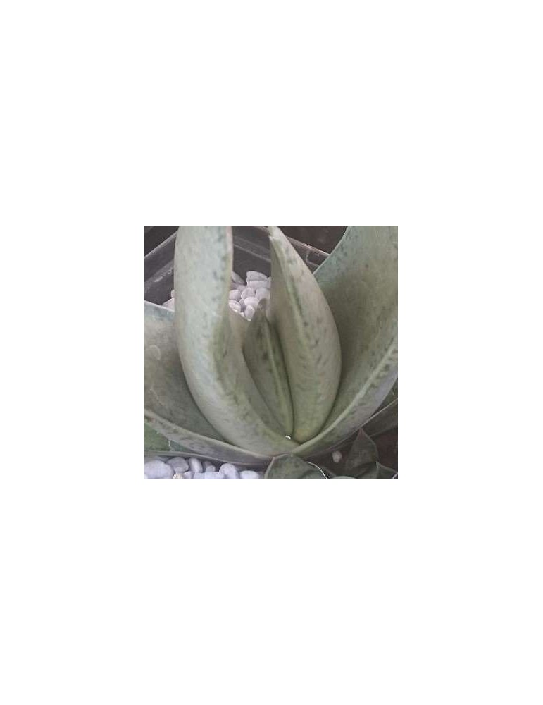 Gasteria gracilis