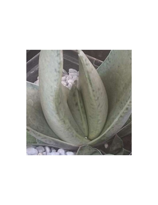 Gasteria gracilis